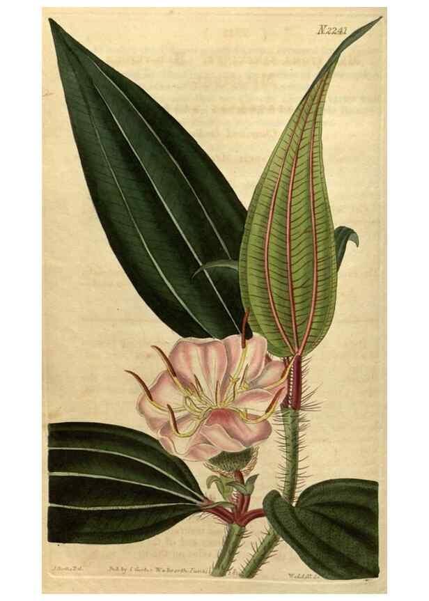 Reproducción/Reproduction 34380771453: Curtis's botanical magazine.. London ; New York [etc.] :Academic Press [etc.]