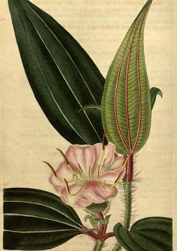 Reproducción/Reproduction 34380771453: Curtis's botanical magazine.. London ; New York [etc.] :Academic Press [etc.]