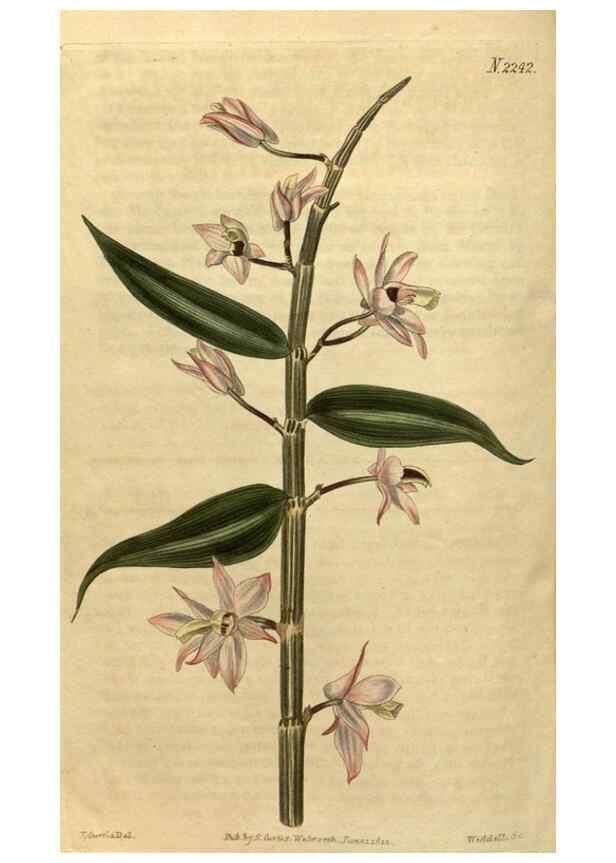 Reproducción/Reproduction 34803670530: Curtis's botanical magazine.. London ; New York [etc.] :Academic Press [etc.]
