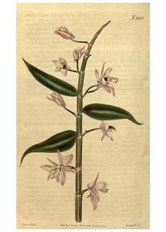Reproducción/Reproduction 34803670530: Curtis's botanical magazine.. London ; New York [etc.] :Academic Press [etc.]