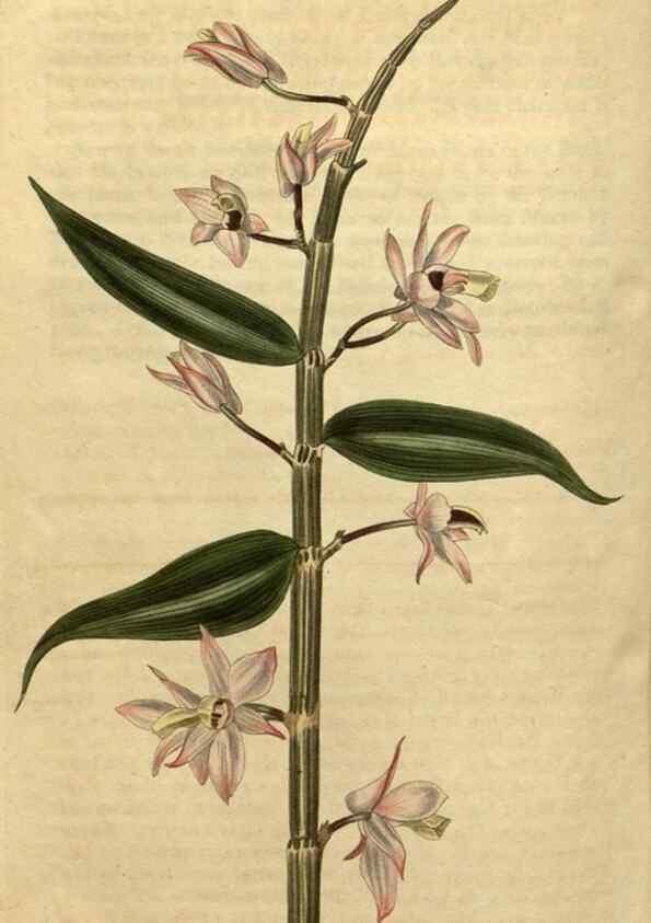 Reproducción/Reproduction 34803670530: Curtis's botanical magazine.. London ; New York [etc.] :Academic Press [etc.]