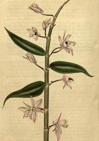 Reproducción/Reproduction 34803670530: Curtis's botanical magazine.. London ; New York [etc.] :Academic Press [etc.]