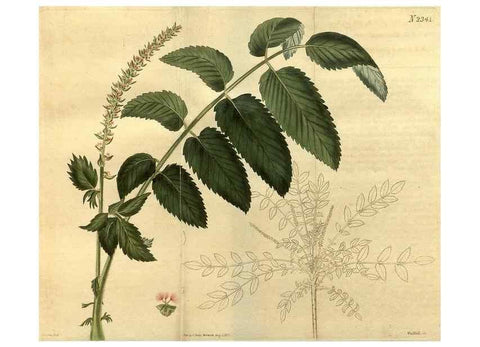 Reproducción/Reproduction 35190557685: Curtis's botanical magazine.. London ; New York [etc.] :Academic Press [etc.]