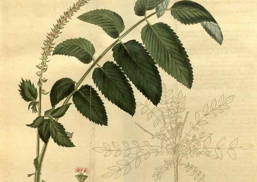 Reproducción/Reproduction 35190557685: Curtis's botanical magazine.. London ; New York [etc.] :Academic Press [etc.]