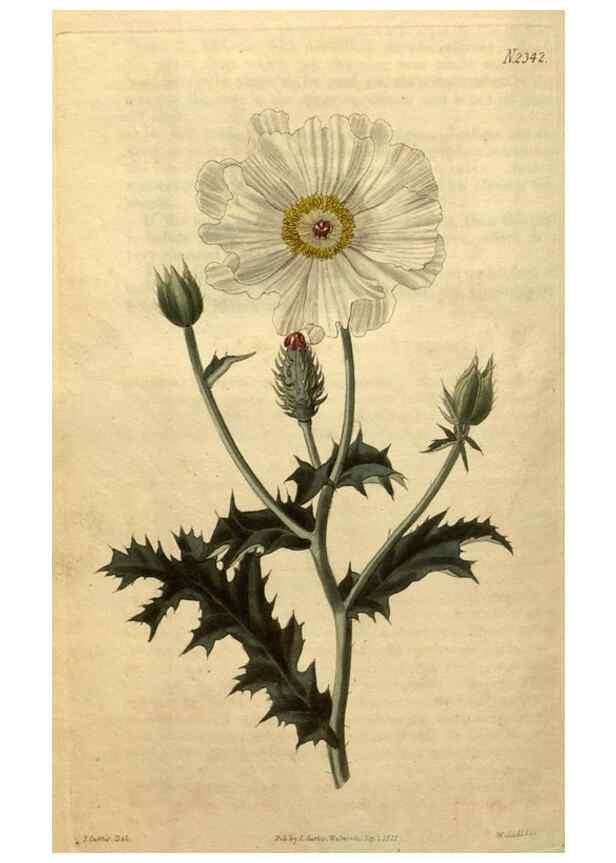 Reproducción/Reproduction 34345932624: Curtis's botanical magazine.. London ; New York [etc.] :Academic Press [etc.]