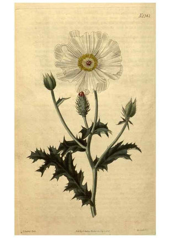 Reproducción/Reproduction 34345932624: Curtis's botanical magazine.. London ; New York [etc.] :Academic Press [etc.]