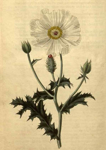 Reproducción/Reproduction 34345932624: Curtis's botanical magazine.. London ; New York [etc.] :Academic Press [etc.]