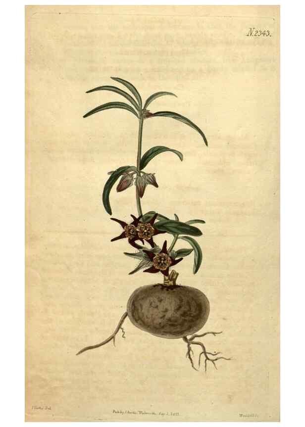 Reproducción/Reproduction 34345934124: Curtis's botanical magazine.. London ; New York [etc.] :Academic Press [etc.]