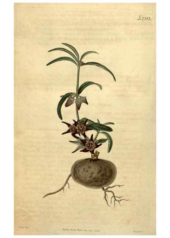 Reproducción/Reproduction 34345934124: Curtis's botanical magazine.. London ; New York [etc.] :Academic Press [etc.]