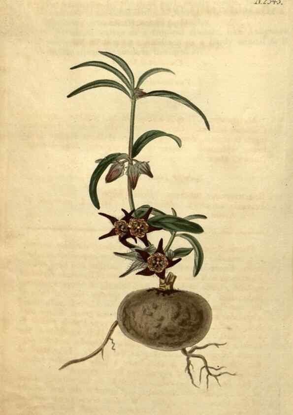 Reproducción/Reproduction 34345934124: Curtis's botanical magazine.. London ; New York [etc.] :Academic Press [etc.]