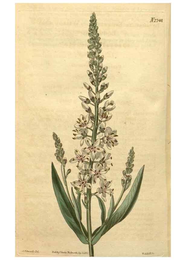 Reproducción/Reproduction 35060119641: Curtis's botanical magazine.. London ; New York [etc.] :Academic Press [etc.]