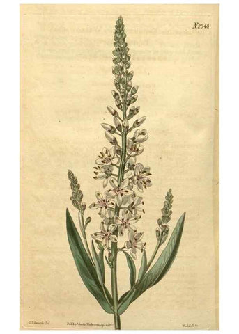 Reproducción/Reproduction 35060119641: Curtis's botanical magazine.. London ; New York [etc.] :Academic Press [etc.]