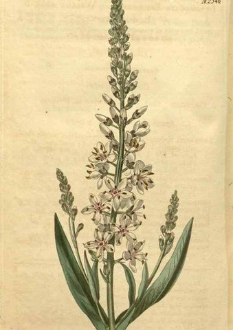 Reproducción/Reproduction 35060119641: Curtis's botanical magazine.. London ; New York [etc.] :Academic Press [etc.]