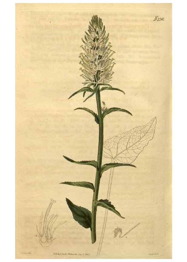 Reproducción/Reproduction 35060121731: Curtis's botanical magazine.. London ; New York [etc.] :Academic Press [etc.]