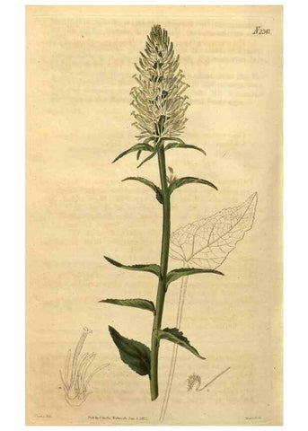 Reproducción/Reproduction 35060121731: Curtis's botanical magazine.. London ; New York [etc.] :Academic Press [etc.]
