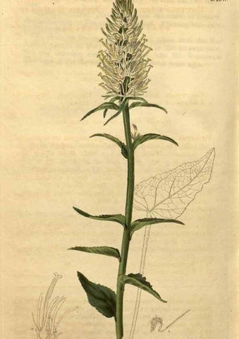 Reproducción/Reproduction 35060121731: Curtis's botanical magazine.. London ; New York [etc.] :Academic Press [etc.]