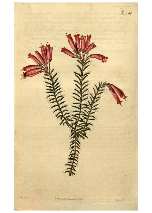 Reproducción/Reproduction 35060123771: Curtis's botanical magazine.. London ; New York [etc.] :Academic Press [etc.]