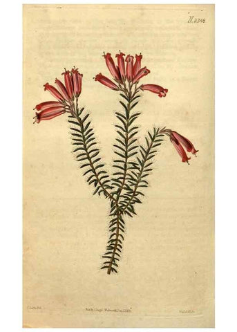 Reproducción/Reproduction 35060123771: Curtis's botanical magazine.. London ; New York [etc.] :Academic Press [etc.]