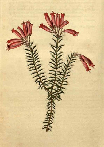 Reproducción/Reproduction 35060123771: Curtis's botanical magazine.. London ; New York [etc.] :Academic Press [etc.]