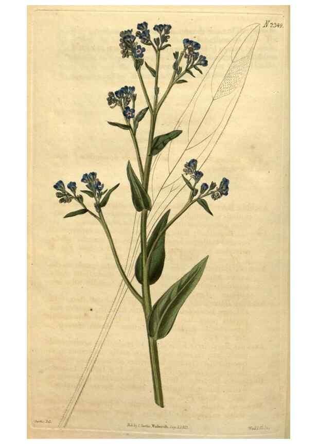 Reproducción/Reproduction 35150299646: Curtis's botanical magazine.. London ; New York [etc.] :Academic Press [etc.]