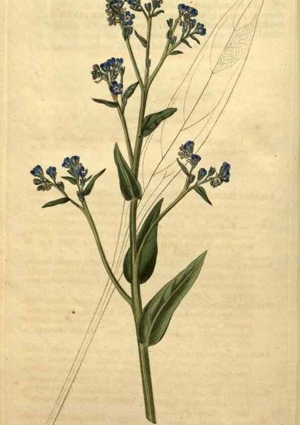 Reproducción/Reproduction 35150299646: Curtis's botanical magazine.. London ; New York [etc.] :Academic Press [etc.]