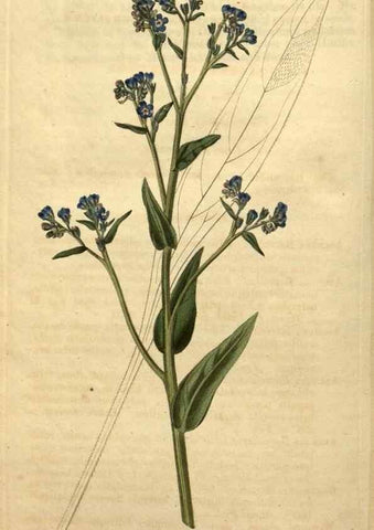 Reproducción/Reproduction 35150299646: Curtis's botanical magazine.. London ; New York [etc.] :Academic Press [etc.]