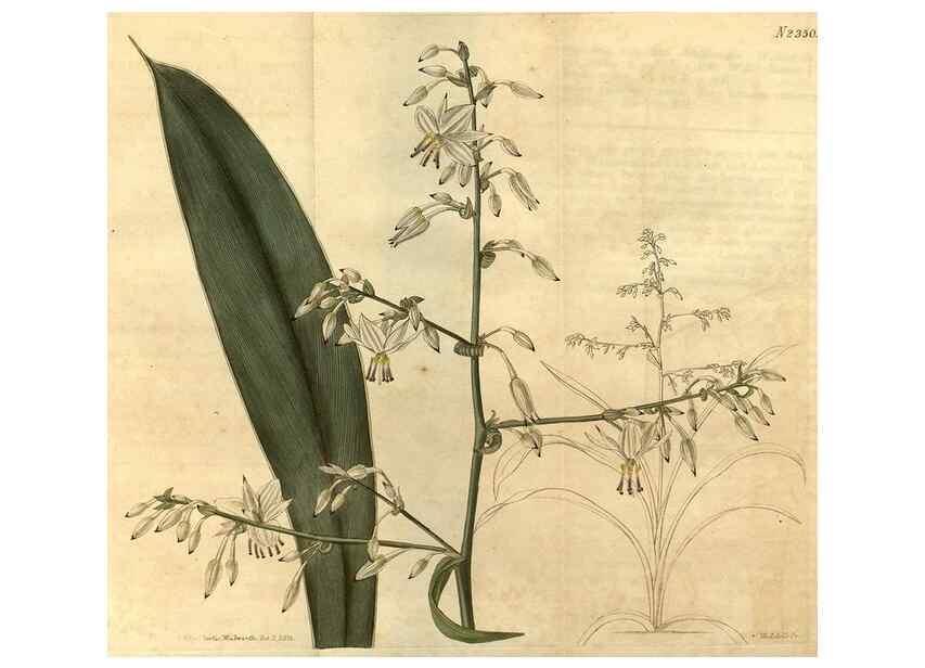 Reproducción/Reproduction 35150301836: Curtis's botanical magazine.. London ; New York [etc.] :Academic Press [etc.]