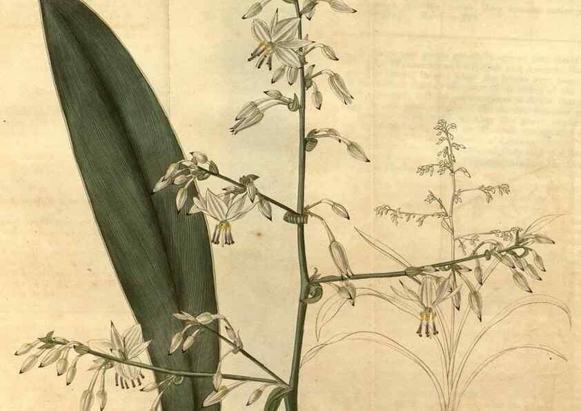 Reproducción/Reproduction 35150301836: Curtis's botanical magazine.. London ; New York [etc.] :Academic Press [etc.]