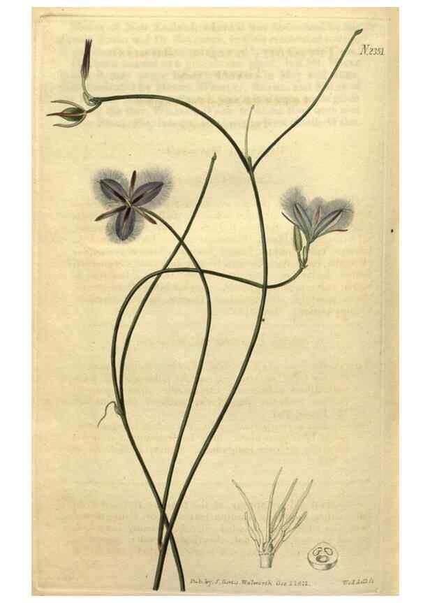 Reproducción/Reproduction 35150305206: Curtis's botanical magazine.. London ; New York [etc.] :Academic Press [etc.]