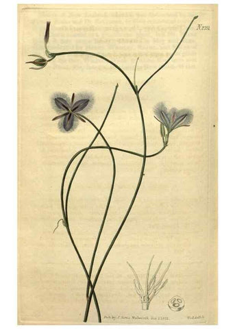 Reproducción/Reproduction 35150305206: Curtis's botanical magazine.. London ; New York [etc.] :Academic Press [etc.]