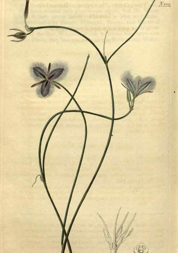 Reproducción/Reproduction 35150305206: Curtis's botanical magazine.. London ; New York [etc.] :Academic Press [etc.]