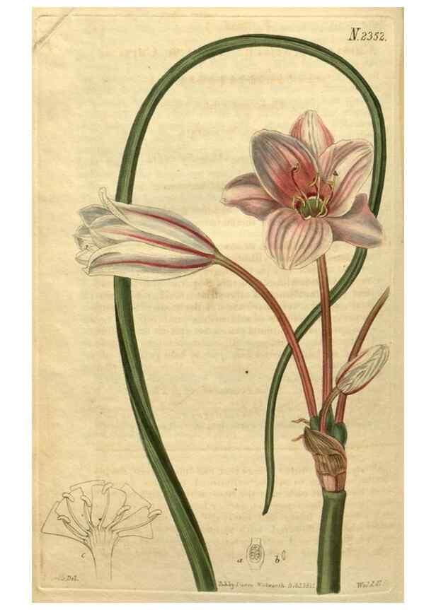 Reproducción/Reproduction 35150307956: Curtis's botanical magazine.. London ; New York [etc.] :Academic Press [etc.]