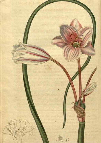 Reproducción/Reproduction 35150307956: Curtis's botanical magazine.. London ; New York [etc.] :Academic Press [etc.]