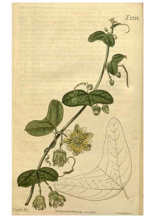 Reproducción/Reproduction 35150313956: Curtis's botanical magazine.. London ; New York [etc.] :Academic Press [etc.]