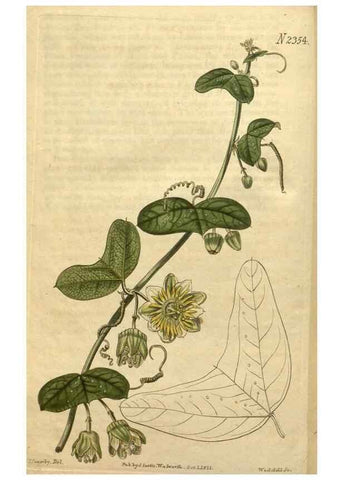 Reproducción/Reproduction 35150313956: Curtis's botanical magazine.. London ; New York [etc.] :Academic Press [etc.]