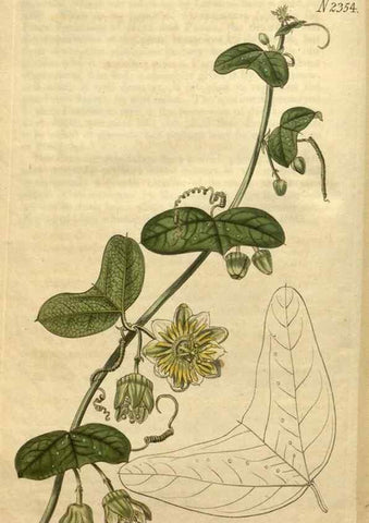 Reproducción/Reproduction 35150313956: Curtis's botanical magazine.. London ; New York [etc.] :Academic Press [etc.]