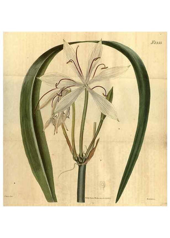 Reproducción/Reproduction 35150316336: Curtis's botanical magazine.. London ; New York [etc.] :Academic Press [etc.]