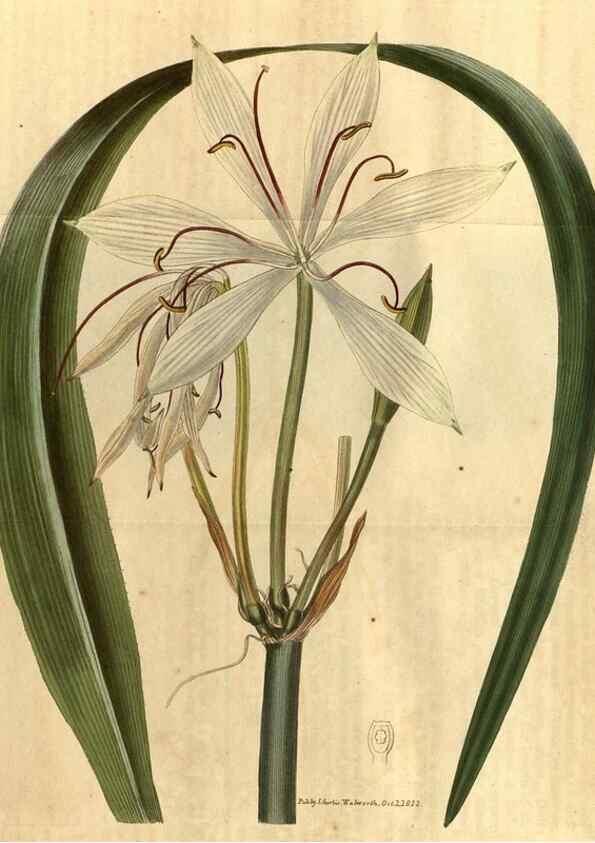 Reproducción/Reproduction 35150316336: Curtis's botanical magazine.. London ; New York [etc.] :Academic Press [etc.]