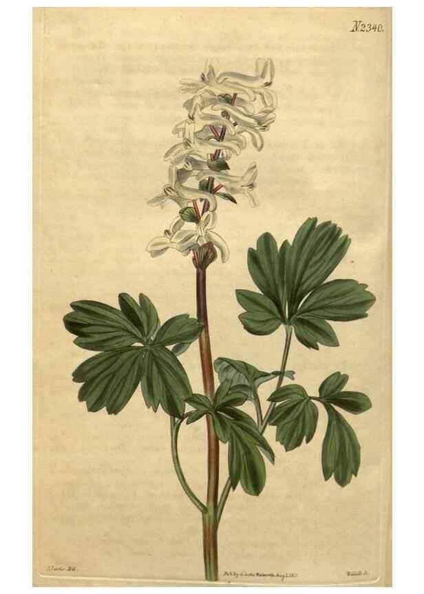 Reproducción/Reproduction 35190554735: Curtis's botanical magazine.. London ; New York [etc.] :Academic Press [etc.]