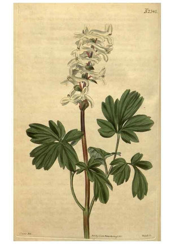 Reproducción/Reproduction 35190554735: Curtis's botanical magazine.. London ; New York [etc.] :Academic Press [etc.]
