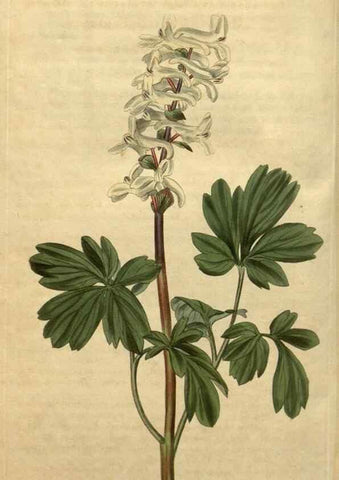 Reproducción/Reproduction 35190554735: Curtis's botanical magazine.. London ; New York [etc.] :Academic Press [etc.]