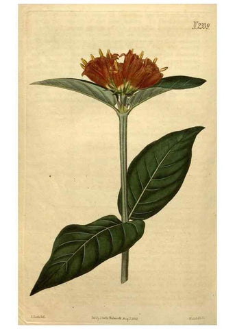 Reproducción/Reproduction 35190552645: Curtis's botanical magazine.. London ; New York [etc.] :Academic Press [etc.]