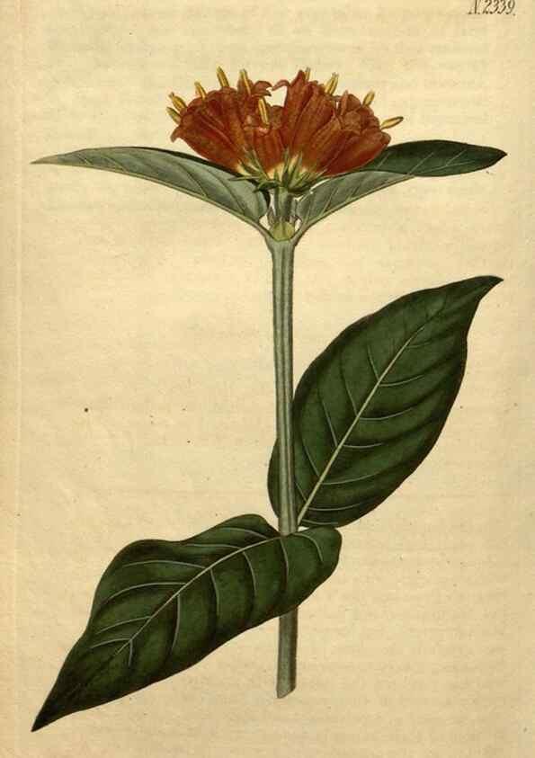 Reproducción/Reproduction 35190552645: Curtis's botanical magazine.. London ; New York [etc.] :Academic Press [etc.]