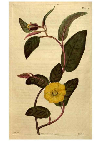 Reproducción/Reproduction 35190550655: Curtis's botanical magazine.. London ; New York [etc.] :Academic Press [etc.]