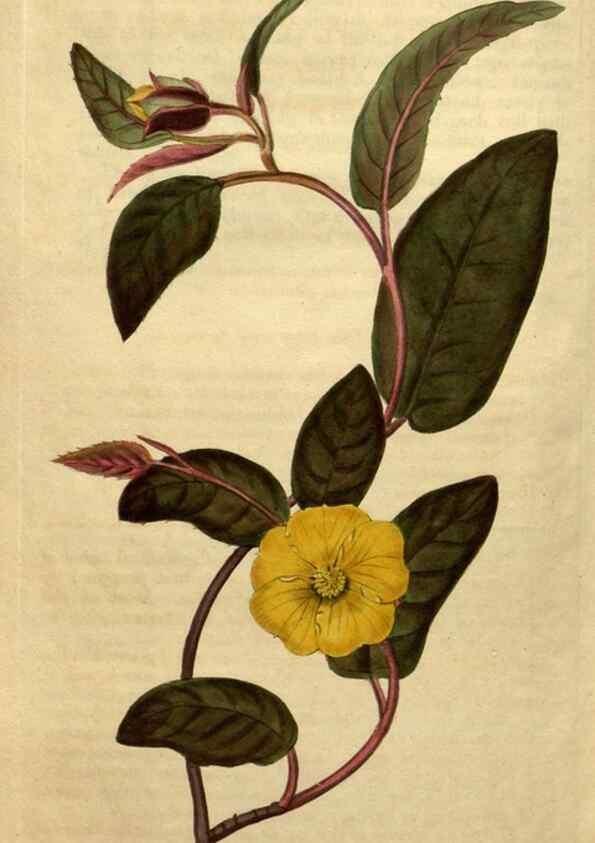 Reproducción/Reproduction 35190550655: Curtis's botanical magazine.. London ; New York [etc.] :Academic Press [etc.]