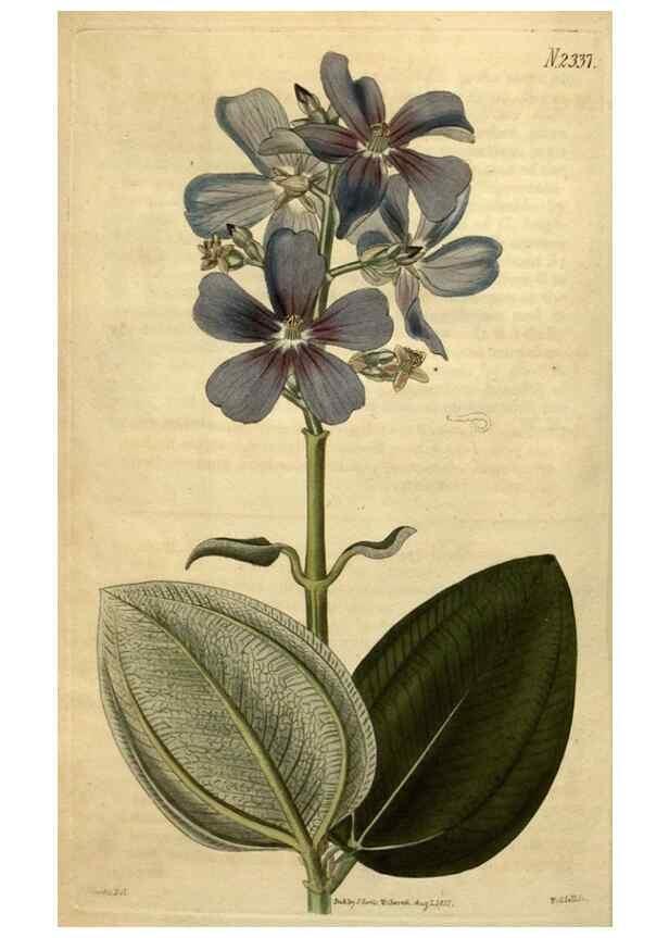 Reproducción/Reproduction 35190548275: Curtis's botanical magazine.. London ; New York [etc.] :Academic Press [etc.]