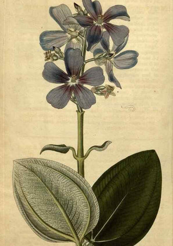 Reproducción/Reproduction 35190548275: Curtis's botanical magazine.. London ; New York [etc.] :Academic Press [etc.]