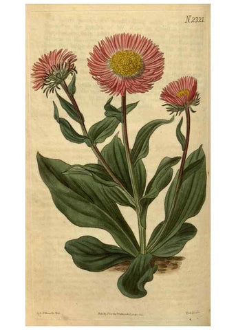 Reproducción/Reproduction 34345898164: Curtis's botanical magazine.. London ; New York [etc.] :Academic Press [etc.]