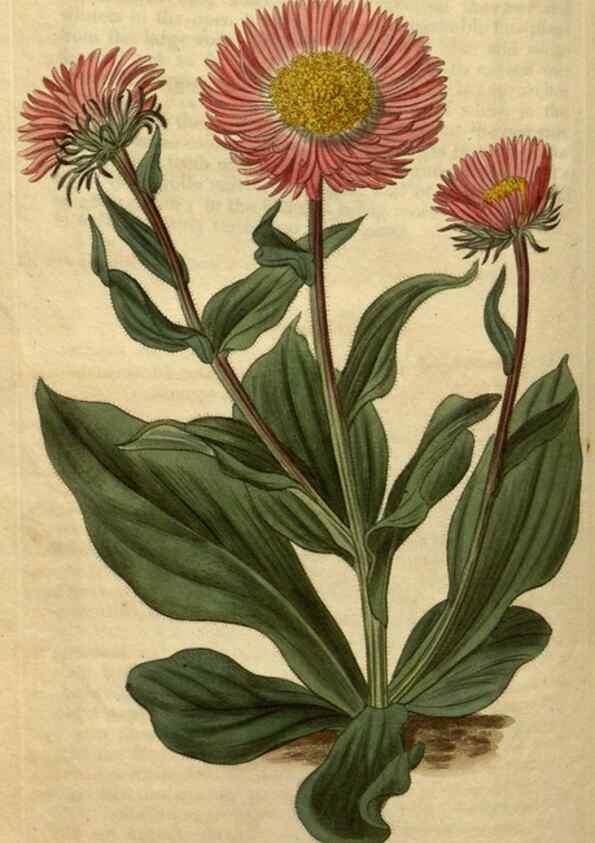 Reproducción/Reproduction 34345898164: Curtis's botanical magazine.. London ; New York [etc.] :Academic Press [etc.]