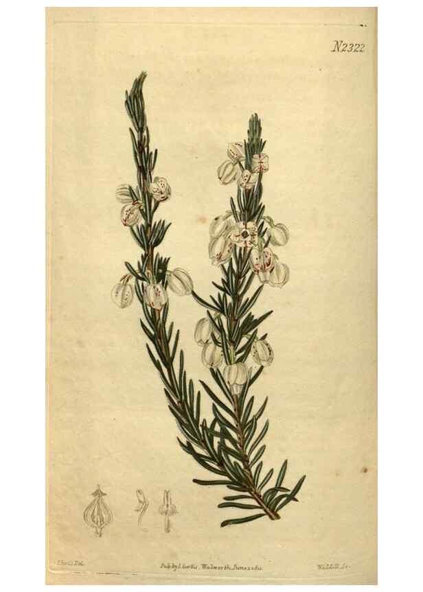 Reproducción/Reproduction 34345899424: Curtis's botanical magazine.. London ; New York [etc.] :Academic Press [etc.]